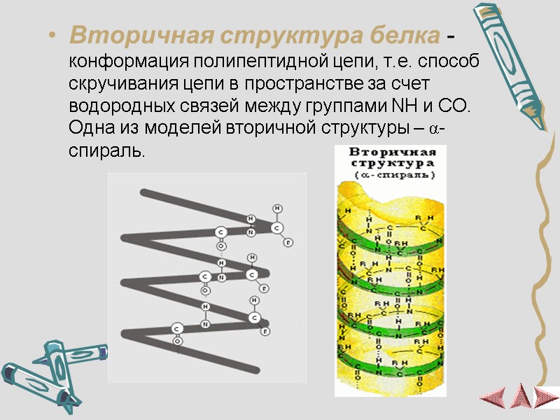 Вторичная структура белка - конформация полипептидной цепи, т.е. способ скручивания цепи в пространстве за